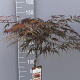 Acer pal. 'Garnet' 90 cm stam 7,5L