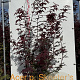 Acer pal. 'Skeeter's Broom' 125-150 cm met kluit