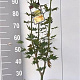 Acer shirasawanum 'Jordan' 60-80 cm 5,0L