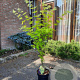 Acer shirasawanum 'Jordan' 60-80 cm 5,0L
