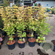 Acer shirasawanum 'Jordan' 80-100 cm 10L