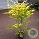 Acer shirasawanum 'Jordan' 80-100 cm 10L