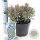 Andromeda polifolia 'Blue Ice' 20-25 cm 2,0L