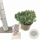 Andromeda polifolia 'Blue Ice' 20-25 cm 2,0L