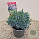 Andromeda polifolia 'Blue Lagoon' 20-25 cm 2,0L