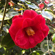 Camellia j. 'Adolphe Audusson' 80-100 cm met kluit