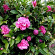 Camellia wil. 'Debbie' 80-100 cm met kluit