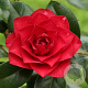 Camellia wil. 'Les Jury' 60-70 cm 5,0L