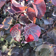 Cercis can. 'Merlot' 80-100 cm 12L