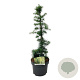 Cedrus deod. 'Golden Horizon' 30-40 cm 5,0L