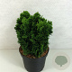 Chamaecyparis o. 'Nana Gracilis' 15-20 cm 2,0L