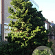 Chamaecyparis o. 'Nana Gracilis' 70 cm stam met kluit