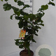 Corylus a. 'Contorta' 50-60 cm 5,0L