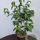 Cornus k. 'China Girl' 60-80 cm 5,0L