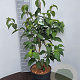 Cornus k. 'China Girl' 60-80 cm 5,0L