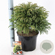 Cryptomeria j. 'Globosa Nana' 30-40 cm 5,0L