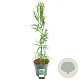 Cryptomeria j. 'Rasen' 80-100 cm 5,0L