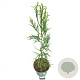 Cryptomeria j. 'Rasen' 80-100 cm 5,0L