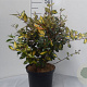 Elaeagnus pungens 'Maculata' 30-40 cm 5,0L