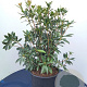 Kalmia lat. 'Black Label' 25-30 cm 4,0L