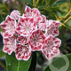 Kalmia lat. 'Carousel' 30-40 cm 4,0L