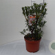 Kalmia lat. 'Minuet' 30-40 cm 5,0L