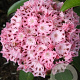 Kalmia lat. 'Moyland' 30-40 cm 4,0L