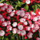 Kalmia lat. 'Ostbo Red' 30-40 cm 4,0L