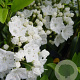 Kalmia lat. 'Snowdrift' 25-30 cm 3,0L