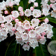 Kalmia lat. 'Zebulon' 25-30 cm 4,0L