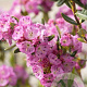 Kalmia polifolia 20-25 cm 2,0L