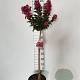 Lagerstroemia Berry Dazzle 80 cm 10L