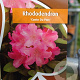 Rhododendron (Y) 'Conte du Parc' 90 cm stam 7,5L