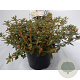 Rhododendron groenl. 'Compactum' 20-25 cm 2,0L