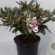 Rhododendron (Y) 'Helene' 25-30 cm 5,0L