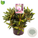 Rhododendron (Y) 'Kalinka' 25-30 cm 5,0L