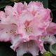 Rhododendron 'Zauberfloete' 90 cm stam 7,5L