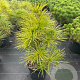 Sciadopitys verticillata 40-50 cm 5,0L