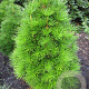 Sciadopitys vert. 'Grüne Kugel' 30-40 cm 7,5L