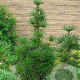 Sciadopitys vert. 'Sternschnuppe' 30-40 cm 7,5L