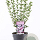 Syringa meyeri 'Palibin' 50-60 cm 5,0L