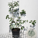 Viburnum burkw. 'Anne Russell' 50-60 cm 5,0L