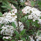 Viburnum burkw. 'Conoy' 40-50 cm 5,0L