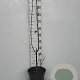 Viburnum bodn. 'Dawn' 80-100 cm 7,5L