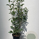 Viburnum bodn. 'Dawn' 80-100 cm 7,5L