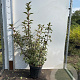 Viburnum bodn. 'Dawn' 80-100 cm 7,5L