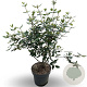Viburnum burkwoodii 60-70 cm 5,0L