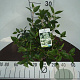 Viburnum 'Eskimo' 30-40 cm 5,0L
