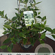 Viburnum 'Eskimo' 30-40 cm 5,0L
