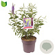Buddleja d. 'Empire Blue' 50-60 cm 10L